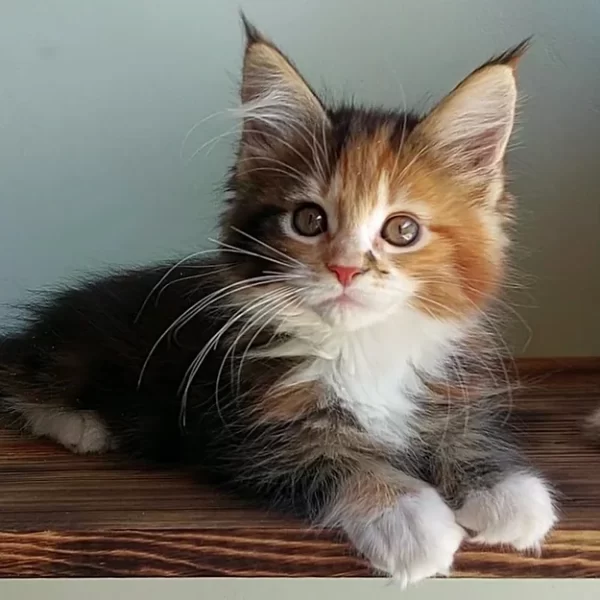 Buy Maine Coon kitten