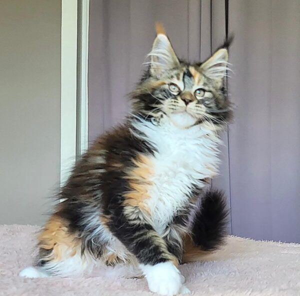 Buy Flo Maine Coon kitten
