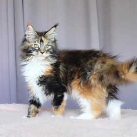 Buy Flo Maine Coon kitten
