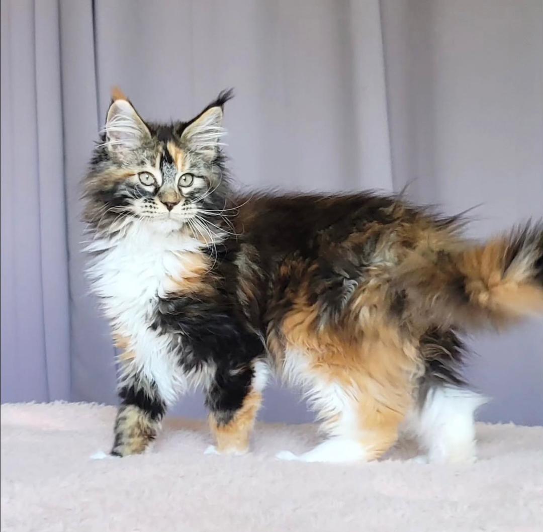 Buy Flo Maine Coon kitten