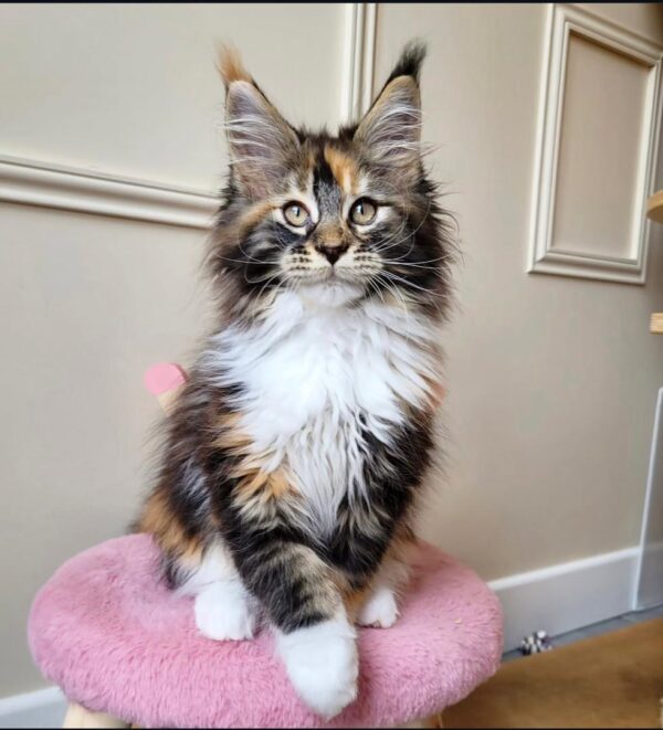 Buy Flo Maine Coon kitten