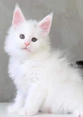 Buy Aloha Maine Coon online