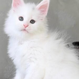 Buy Aloha Maine Coon online