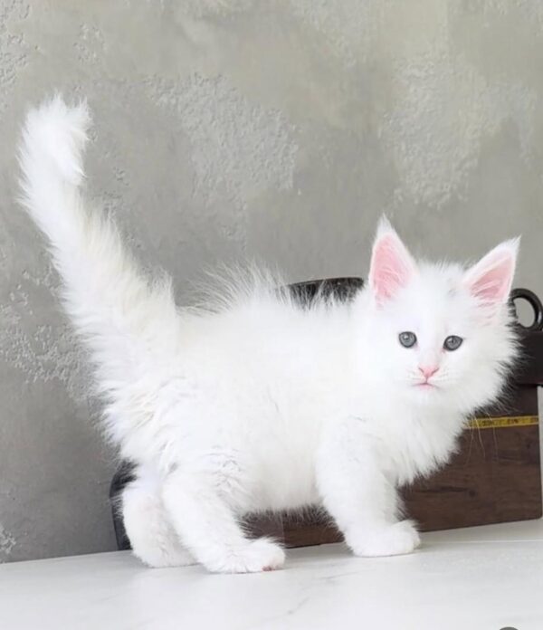 Buy Aloha Maine Coon online