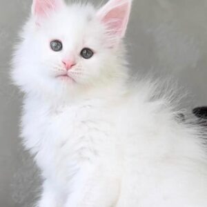 Buy Aloha Maine Coon online