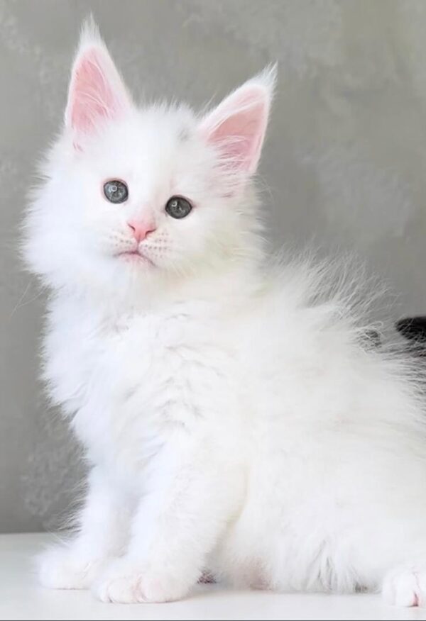 Buy Aloha Maine Coon online