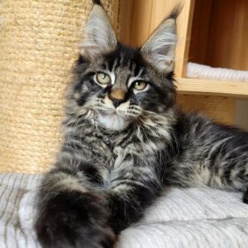 Buy Polidact Maine Coon online