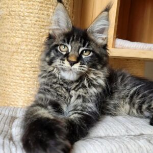 Buy Polidact Maine Coon online