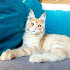 Maine Coon breeder USA