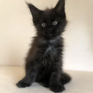 Maine Coon kitten breeder