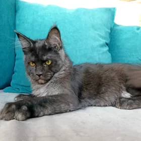 Maine Coon kitten food