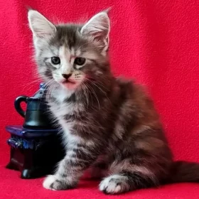 Bubochka Maine Coon kitten