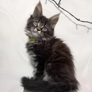 Maine Coon Kitten