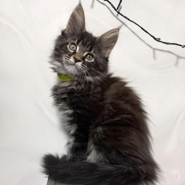 Maine Coon Kitten