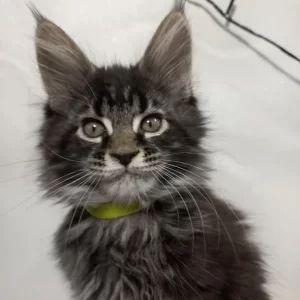 Do maine coons get health problems?