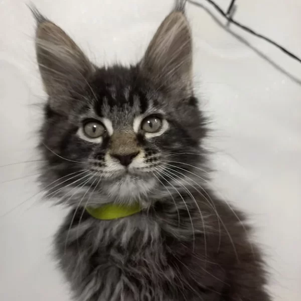 Do maine coons get health problems?