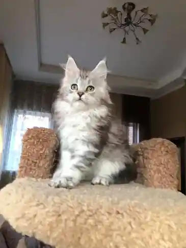 Affordable Maine coon kittens