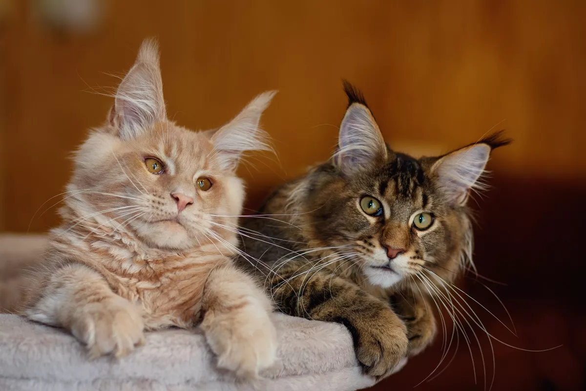 why maine coon are so special