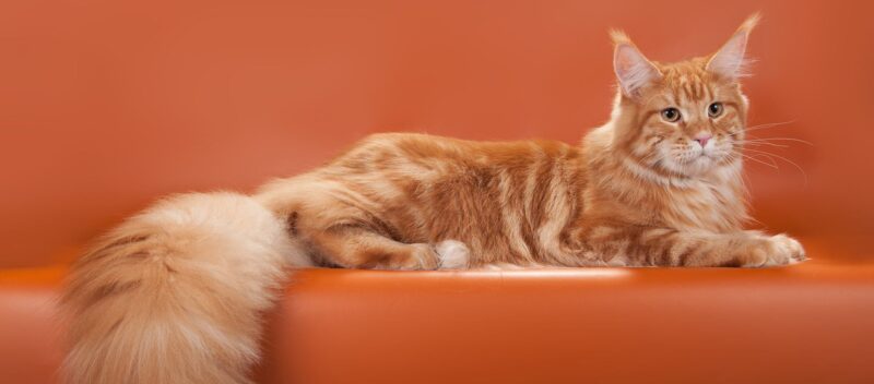 What does maine coon eat ?